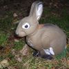 Lapin Assis N°1 Woerst France