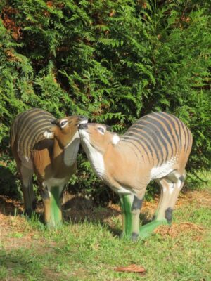CEPHALOPHE ZEBRE WF 71P