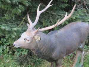 CERF SIKA WF 69P