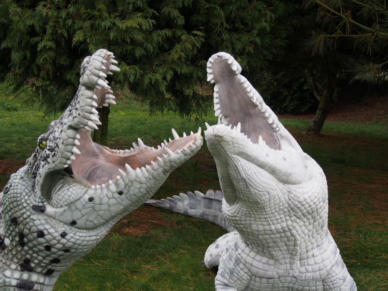 CROCODILE DU NIL ALBINOS WF 80-1P – Image 5