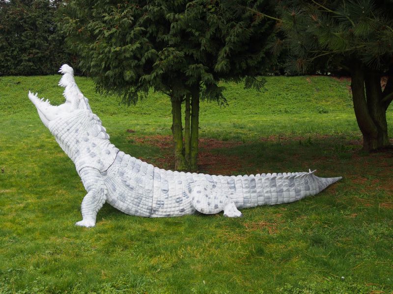 Nilkrokodil Albino