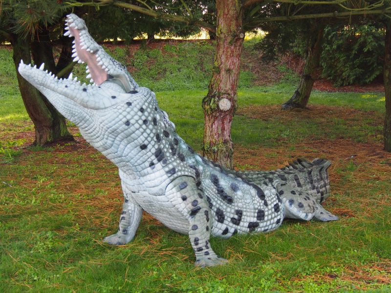 CROCODILE DU NIL ALBINOS WF 80-1P – Image 14