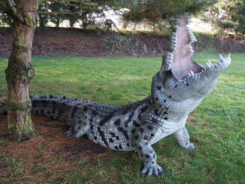 CROCODILE DU NIL ALBINOS WF 80-1P – Image 13