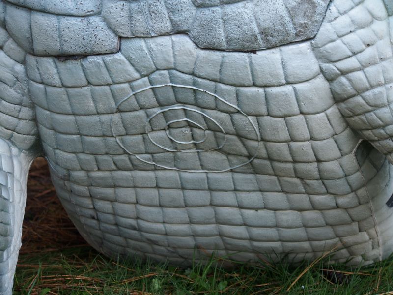 CROCODILE DU NIL ALBINOS WF 80-1P – Image 11