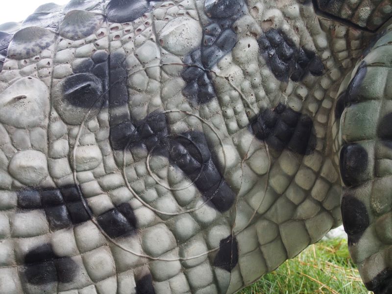 CROCODILE DU NIL ALBINOS WF 80-1P – Image 9