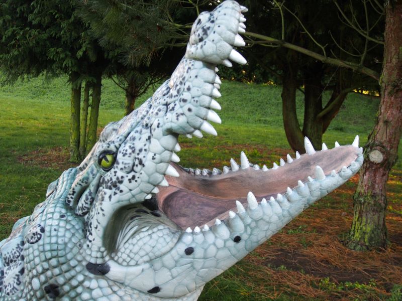 CROCODILE DU NIL ALBINOS WF 80-1P – Image 7
