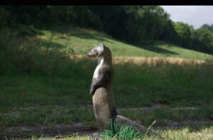 Steinmarder