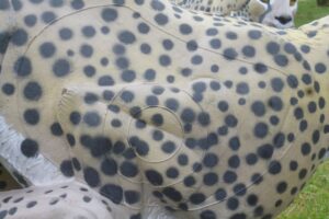 GUEPARD A LA COURSE WF 65P