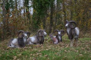 MOUFLON DEBOUT WF 28P