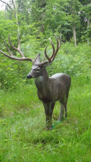 MULE DEER DEBOUT WF 61P
