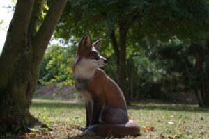 RENARD ASSIS WF 14P