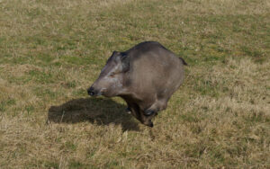 SANGLIER A LA COURSE WF 23 P