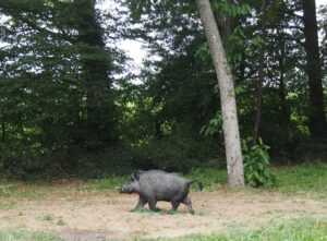 SANGLIER AU PAS WF 47P
