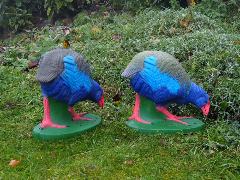 Süd-Takahe
