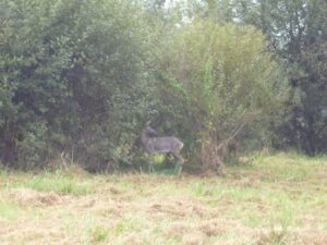 TÊTE RETOURNEE DE CHEVRETTE WF 22-4P