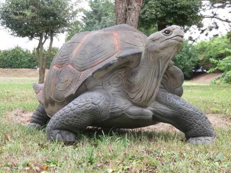 TORTUE TERRESTRE GEANTE WF 54P – Image 5