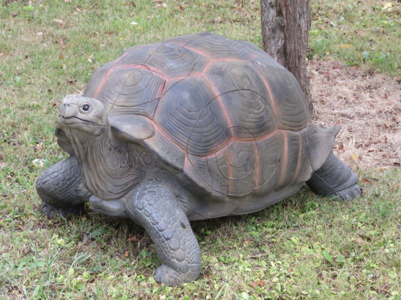 TORTUE TERRESTRE GEANTE WF 54P – Image 4