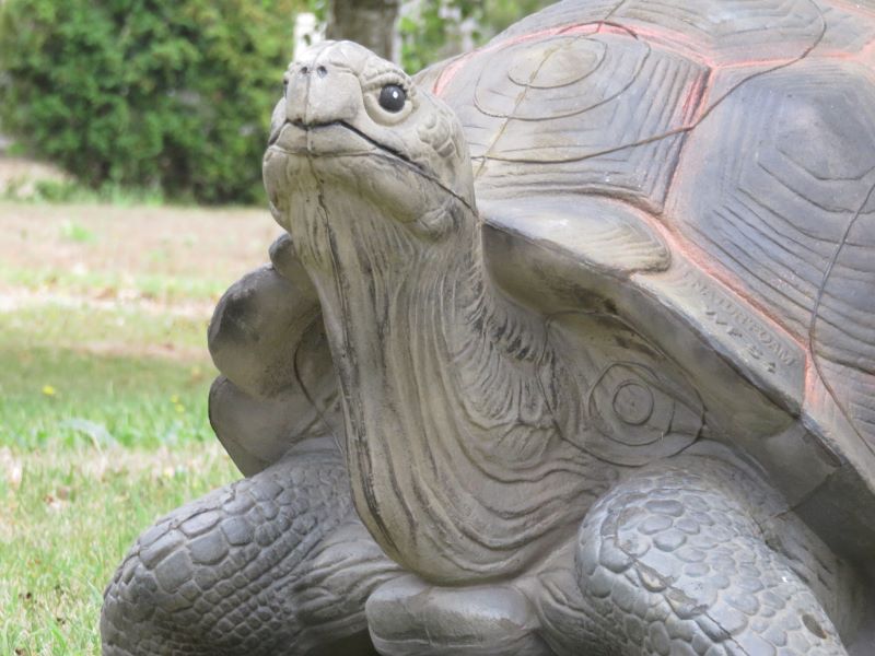 TORTUE TERRESTRE GEANTE WF 54P – Image 7