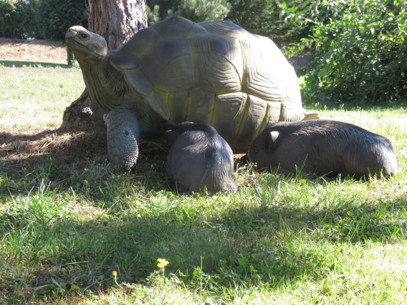 TORTUE TERRESTRE GEANTE WF 54P – Image 6