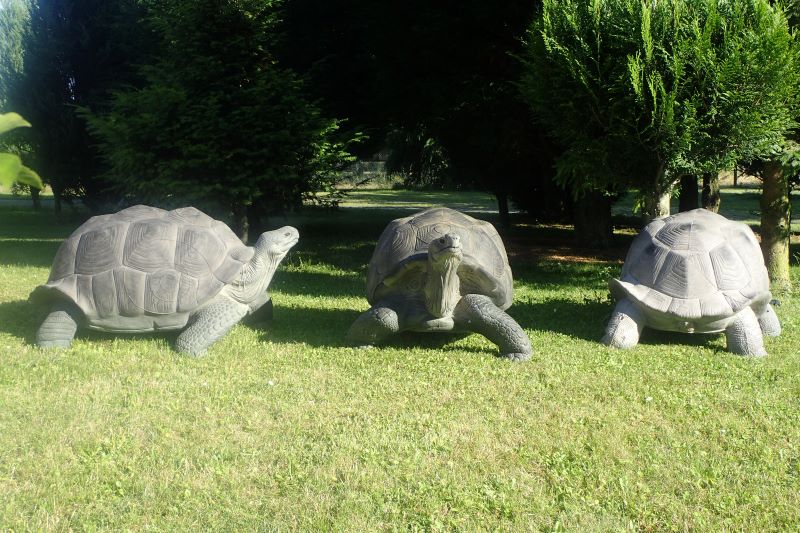 TORTUE TERRESTRE GEANTE WF 54P – Image 8