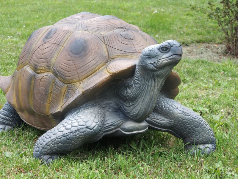 RIESEN-LANDSCHILDKRÖTE