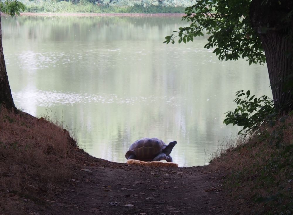 TORTUE TERRESTRE GEANTE WF 54P – Image 9