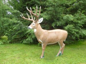 WHITETAIL DEBOUT WF 60P