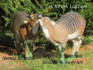 CEPHALOPHE ZEBRE WF 71P
