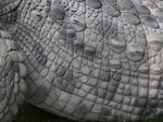 CROCODILE DU NIL ALBINOS WF 80-1P