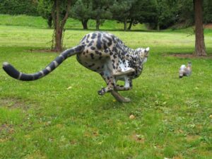GUEPARD ROYAL A LA COURSE WF 65 aP