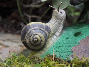 IGEL ET ESCARGOT WF 83P