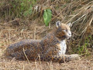 LEOPARD AU REPOS WF 41P