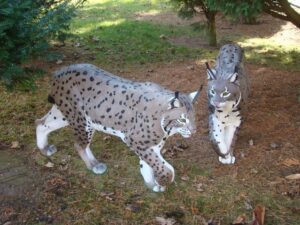 LYNX MARCHANT WF 30P