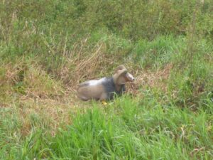 MOUFLON GITE  WF 35P