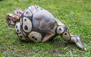 PYTHON ROYAL ET CEPHALOPHE BLEU WF 95P