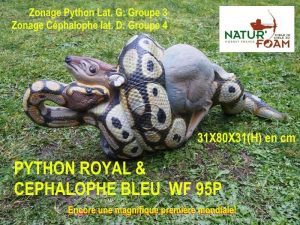 PYTHON ROYAL ET CEPHALOPHE BLEU WF 95P