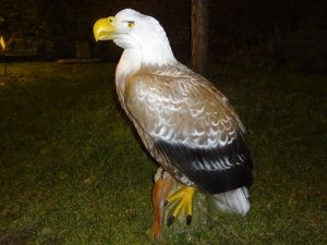 PYGARGUE A TÊTE BLANCHE WF 37P