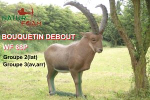 BOUQUETIN DEBOUT WF 68P
