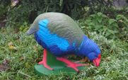 TAKAHE DU SUD WF 94P