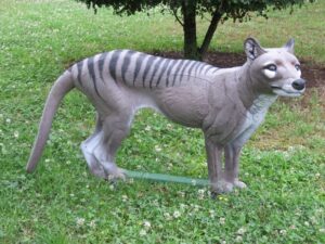 THYLACINE WF 66P