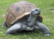 TORTUE TERRESTRE GEANTE WF 54P