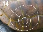 TORTUE TERRESTRE GEANTE WF 54P – Image 3