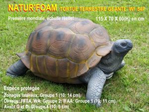 TORTUE TERRESTRE GEANTE WF 54P