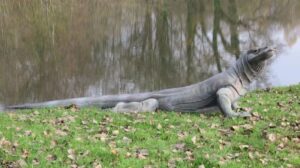 DRAGON ou VARAN DE KOMODO WF 72P