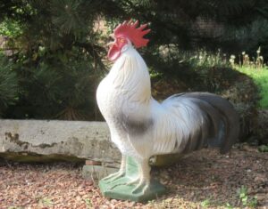 COQ DE BRESSE WF 55-1P
