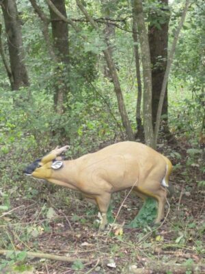 MUNTJAC WF 49P